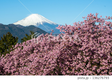 松田山から望む満開の河津桜と雪化粧の富士山 松田山から望む満開の河津桜と雪化粧の富士山 136276793