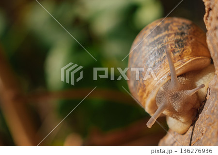 Macro view of garden snail suctioned to tree trunk, close up of mollusk shell with soft focus green leaves on background, ecology concept 136276936