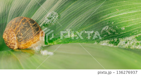 Macro view of garden snail with many bubbles on green calla lily leaf, close up of mollusk shell and natural mucin secretion for organic beauty 136276937