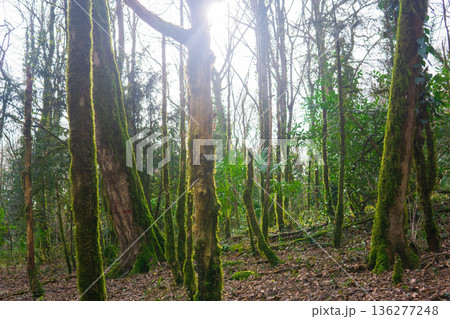 Dead trees in a yew-boxwood grove after a box tree moth attack Dead trees in a yew-boxwood grove after a box tree moth attack 136277248
