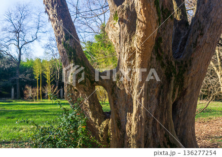 Old tree trunk in a park in spring time. The concept of nature and environment 136277254