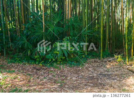 Natural background of green bamboo grove with palm trees Natural background of green bamboo grove with palm trees 136277261