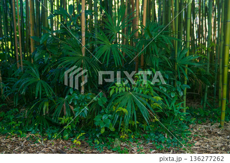 Natural background of bamboo forest grove with palm trees Natural background of bamboo forest grove with palm trees 136277262