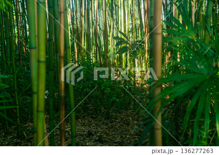 palm trees in the tropical bamboo forest 136277263