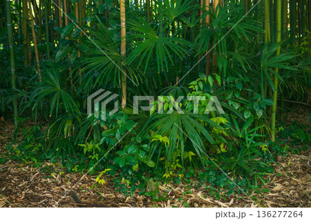 Beautiful green tropical forest in the morning light. Nature background. Beautiful green tropical forest in the morning light. Nature background. 136277264