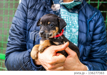 Puppy little dog in hands 136277363