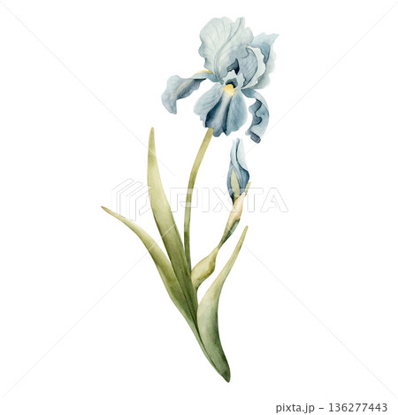 Blue Iris Spring Bulbs Flower. Watercolor hand drawn floral illustration isolated on white background for Easter Woman's day design textile fresh fabric print card cosmetic package porcelain crockery 136277443