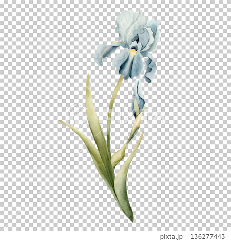Blue Iris Spring Bulbs Flower. Watercolor hand drawn floral illustration isolated on white background for Easter Woman's day design textile fresh fabric print card cosmetic package porcelain crockery 136277443