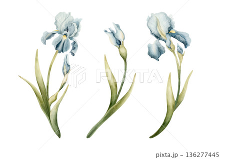 Blue Iris Spring Bulbs Flower Set. Watercolor hand drawn floral illustration isolated on white background Easter Woman's day design textile fresh fabric print card cosmetic package porcelain crockery Blue Iris Spring Bulbs Flower Set. Watercolor hand drawn floral illustration isolated on white background Easter Woman's day design textile fresh fabric print card cosmetic package porcelain crockery 136277445