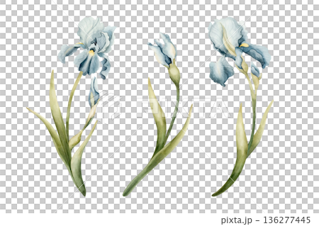 Blue Iris Spring Bulbs Flower Set. Watercolor hand drawn floral illustration isolated on white background Easter Woman's day design textile fresh fabric print card cosmetic package porcelain crockery Blue Iris Spring Bulbs Flower Set. Watercolor hand drawn floral illustration isolated on white background Easter Woman's day design textile fresh fabric print card cosmetic package porcelain crockery 136277445