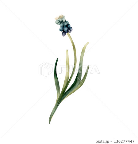 Blue Muscari Spring Bulbs Flower. Watercolor hand drawn floral illustration isolated on white background for Easter Woman's day design textile fresh print card cosmetic package porcelain crockery Blue Muscari Spring Bulbs Flower. Watercolor hand drawn floral illustration isolated on white background for Easter Woman's day design textile fresh print card cosmetic package porcelain crockery 136277447