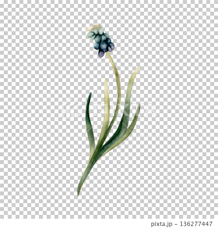 Blue Muscari Spring Bulbs Flower. Watercolor hand drawn floral illustration isolated on white background for Easter Woman's day design textile fresh print card cosmetic package porcelain crockery Blue Muscari Spring Bulbs Flower. Watercolor hand drawn floral illustration isolated on white background for Easter Woman's day design textile fresh print card cosmetic package porcelain crockery 136277447