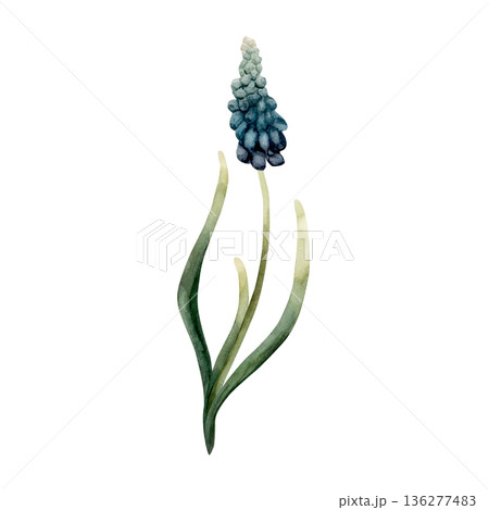 Blue Muscari Spring Bulbs Flower. Watercolor hand drawn floral illustration isolated on white background for Easter Woman's day design textile fresh print card cosmetic package porcelain crockery Blue Muscari Spring Bulbs Flower. Watercolor hand drawn floral illustration isolated on white background for Easter Woman's day design textile fresh print card cosmetic package porcelain crockery 136277483