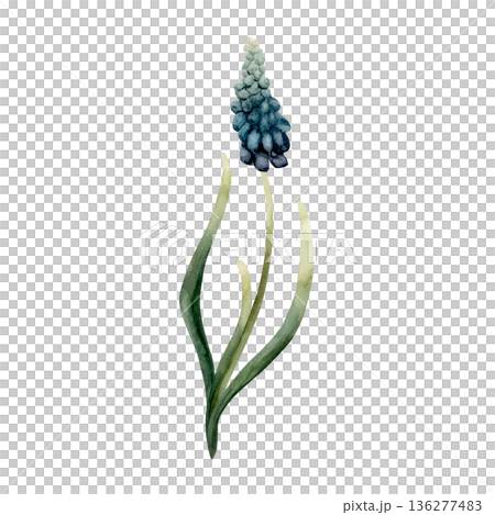 Blue Muscari Spring Bulbs Flower. Watercolor hand drawn floral illustration isolated on white background for Easter Woman's day design textile fresh print card cosmetic package porcelain crockery Blue Muscari Spring Bulbs Flower. Watercolor hand drawn floral illustration isolated on white background for Easter Woman's day design textile fresh print card cosmetic package porcelain crockery 136277483