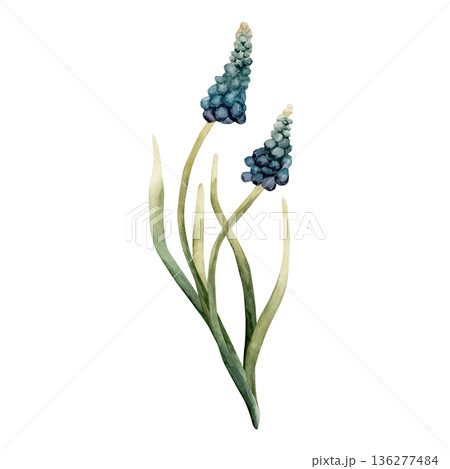 Blue Muscari Spring Bulbs Flower. Watercolor hand drawn floral illustration isolated on white background for Easter Woman's day design textile fresh print card cosmetic package porcelain crockery Blue Muscari Spring Bulbs Flower. Watercolor hand drawn floral illustration isolated on white background for Easter Woman's day design textile fresh print card cosmetic package porcelain crockery 136277484