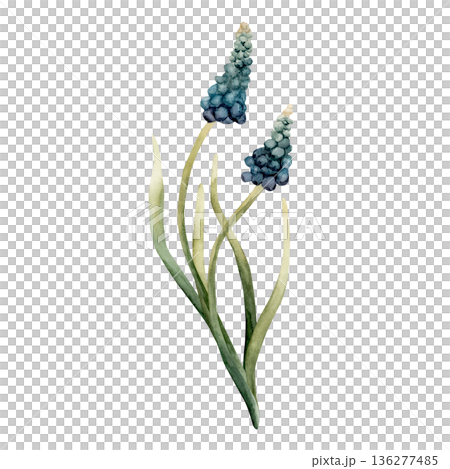 Blue Muscari Spring Bulbs Flower. Watercolor hand drawn floral illustration isolated on white background for Easter Woman's day design textile fresh print card cosmetic package porcelain crockery Blue Muscari Spring Bulbs Flower. Watercolor hand drawn floral illustration isolated on white background for Easter Woman's day design textile fresh print card cosmetic package porcelain crockery 136277485