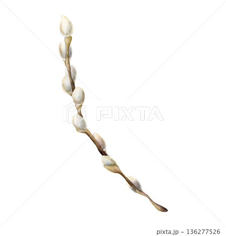 Willow branch with fluffy catkins. Watercolor hand drawn floral illustration isolated on white background for Easter holiday spring design textile fresh fabric print card postcard porcelain crockery 136277526