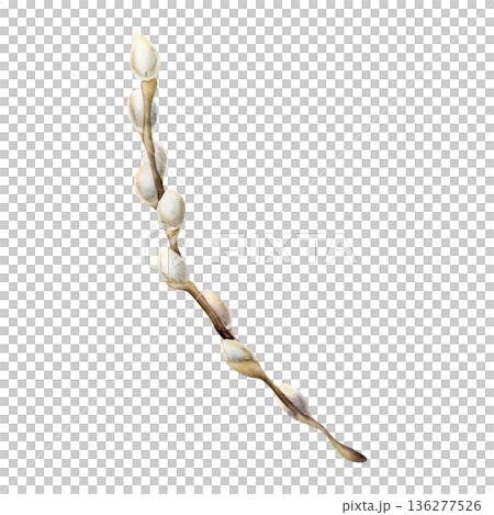 Willow branch with fluffy catkins. Watercolor hand drawn floral illustration isolated on white background for Easter holiday spring design textile fresh fabric print card postcard porcelain crockery 136277526