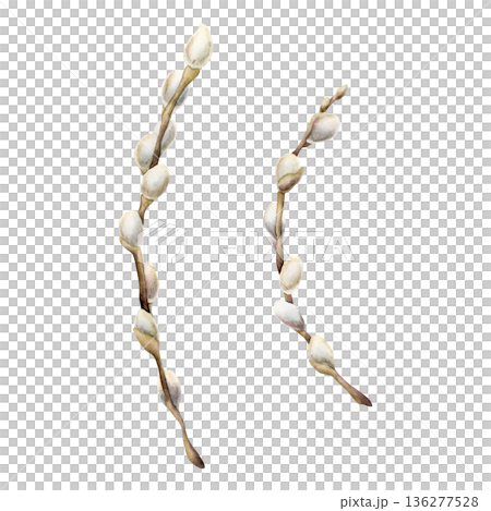 Willow branch with fluffy catkins set. Watercolor hand drawn floral illustration isolated white background for Easter holiday spring design textile fresh fabric print card postcard porcelain crockery Willow branch with fluffy catkins set. Watercolor hand drawn floral illustration isolated white background for Easter holiday spring design textile fresh fabric print card postcard porcelain crockery 136277528