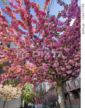 Blooming pink cherry blossom tree 136277708
