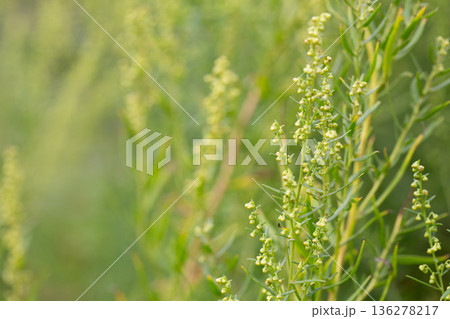 Plant Estragon or Tarragon (Artemisia dracunculus) is a spice used in pickling, canning, and is an excellent seasoning for meat dishes. It has phytoncide properties. 136278217