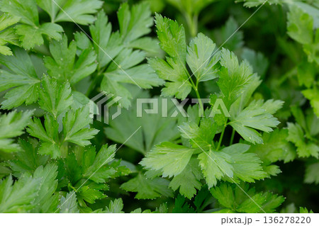 Bright shining green leaves of garden flat-leaf parsley (Petroselinum sativum) in sunlight, growing in organic (bio) private garden in summer. Close up. 136278220