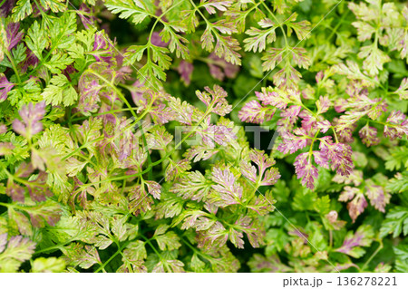 Chervil (Anthriscus cerefolium), beautifully growing chervil in spring time. Background made of colorful leaves of a medicinal plant. Green foliage. Close up view. 136278221