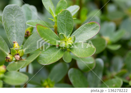 Portulaca oleracea (common purslane, verdolaga, pursley) in field. It is used as traditional Chinese medical herbal, which has cooling and detoxification effect. 136278222
