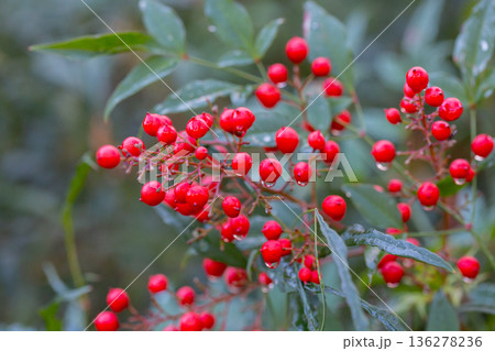 Close-up of ripe red berries in raindrops on a Nandina domestica bush, selective focus. 136278236