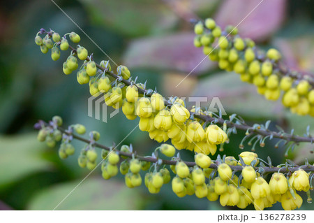 Yellow flowers of Berberis bealei, also known as leatherleaf mahonia, Beale's barberry, or Oregon grape. Yellow flowers of Berberis bealei, also known as leatherleaf mahonia, Beale's barberry, or Oregon grape. 136278239
