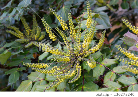 Yellow flowers of Berberis bealei, also known as leatherleaf mahonia, Beale's barberry, or Oregon grape. 136278240