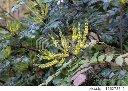 Yellow flowers of Berberis bealei, also known as leatherleaf mahonia, Beale's barberry, or Oregon grape. 136278241