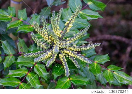 Yellow flowers of Berberis bealei, also known as leatherleaf mahonia, Beale's barberry, or Oregon grape. 136278244
