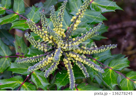 Yellow flowers of Berberis bealei, also known as leatherleaf mahonia, Beale's barberry, or Oregon grape. 136278245