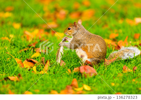 grey squirrel in autumn park 136278323