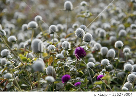 センニチコウの花 センニチコウの花 136279004