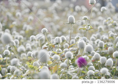 センニチコウの花 センニチコウの花 136279006