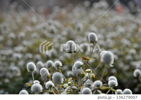 センニチコウの花 センニチコウの花 136279007