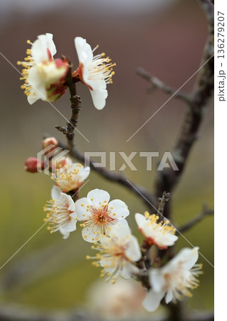 早春の梅 136279207