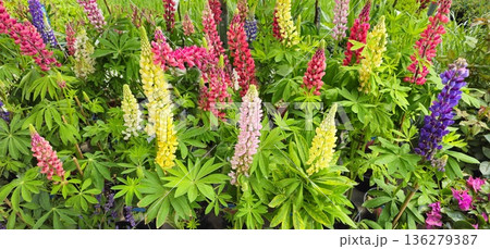 Colorful lupine flowers in full bloom with vibrant pink, yellow, purple, and white blossoms in a lush green garden. Colorful lupine flowers in full bloom with vibrant pink, yellow, purple, and white blossoms in a lush green garden. 136279387