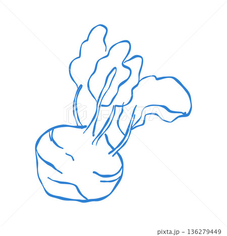 Doodle illustration of sugar beet. Blue outline clipart. Hand drawn garden vegetables for healthy menu. Vector line art Doodle illustration of sugar beet. Blue outline clipart. Hand drawn garden vegetables for healthy menu. Vector line art 136279449