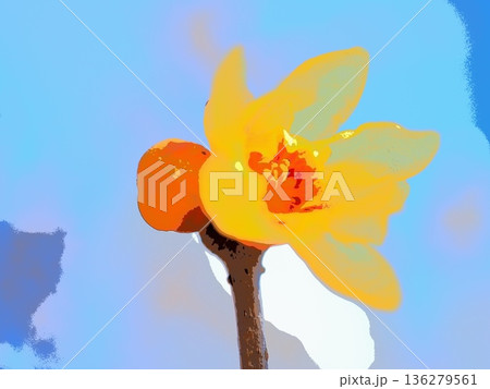 透明感あるロウバイの花(afr20260128110449) 透明感あるロウバイの花(afr20260128110449) 136279561