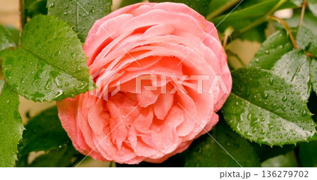 Pink rose blooms with droplets after rainfall in a garden setting during the morning hours Pink rose blooms with droplets after rainfall in a garden setting during the morning hours 136279702