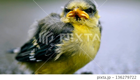 Baby bird sits on wet ground looking around during a cloudy day in a garden Baby bird sits on wet ground looking around during a cloudy day in a garden 136279722