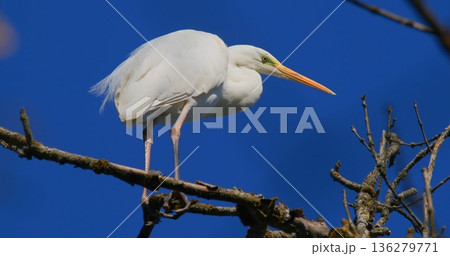 Bird stands on tree branch in sunny area with blue sky in the background during daytime 136279771