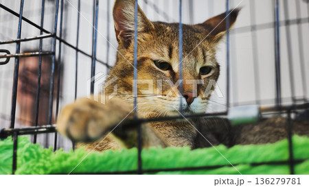 Chausie cat relaxing in a cage during an exhibition Chausie cat relaxing in a cage during an exhibition 136279781