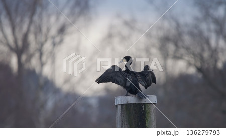 Bird spreads wings on a post near water in an outdoor setting during late afternoon 136279793
