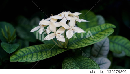 White flowers grow on green leaves in a tropical garden during the day in a sunny location 136279802