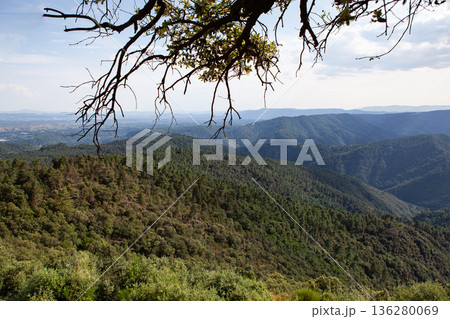 Tree branches in the foreground of wooded mountains 136280069