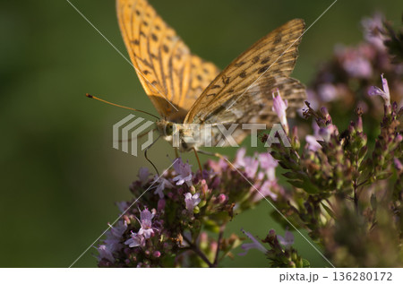 ヒョウモンチョウの仲間 136280172
